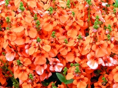 Blumen